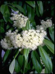 These white flowering shrub not only make your decor seem aesthetically appealing but also give you a feeling of greenery all around you. Shrubs A Large Range Of Beautiful Flowering Bird Attracting Shrubs Of All Sizes Page 1