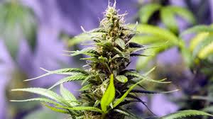 May 17, 2021 october 4, 2020 by growweed. Is Over Exposure To Uv Light A Hazard In Cannabis Growing Facilities Uw Researchers Say Yes Northwest Center For Occupational Health And Safety