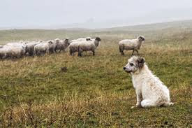 Little Dog In Training To Herd Sheep Little Dogs Sheep Smart Dog