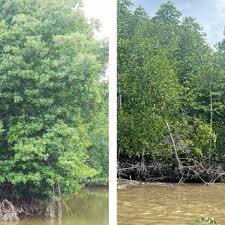 Image result for Rhizophoraceae