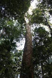 Although individual flowers last only a few days, fig. Dinizia Excelsa Wikispecies