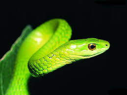 Check spelling or type a new query. Snake Hd Wallpapers Snake Wallpaper Snake Images Beautiful Snakes