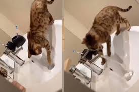 2 oder 3 katzen in wohnung? Besitzerin Zeigt Katze Trick Dann Steht Plotzlich Die Ganze Wohnung Unter Wasser Tag24