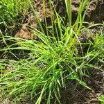 Image result for Eustachys paspaloides