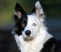 Border Collie Dog Eyes Beautiful Dogs Different Colored Eyes