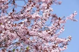 Additional insects to be aware of include cherry fruit flies, pearslugs, tent caterpillars and the oriental fruit moth. Insect Pests Of Sweet Cherry Trees