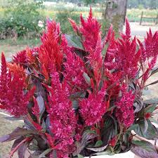 Image result for Celosia