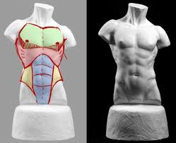 Last week i took a three day workshop on the anatomy of the torso with instructor robert liberace. A Tutorial Masterpost Anatomy Reference Man Anatomy Male Figure Drawing
