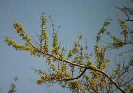 Image result for Combretum adenogonium