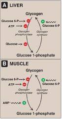 Carbohydrate Metabolism Glycogen Metabolism Flashcards Quizlet Biochemistry Notes Carbohydrates Biology Learn Biology