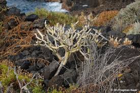 Image result for Kleinia sp.no.1