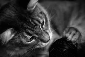 Masaustu Siyah Ve Beyaz Bw Kediler Canon Mutlu Siyah Beyaz Kedi Yavrusu Tabby Yavru Kediler Sarki Soyle Mikrofon Mikrofon Muzik Aleti Tekir Kedi Sibirya Karisimi 2399x1637 928964 Masaustu Arka Plan Hd Wallhere