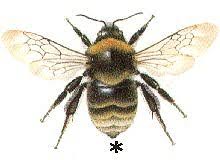 Image result for Bombus subterraneus