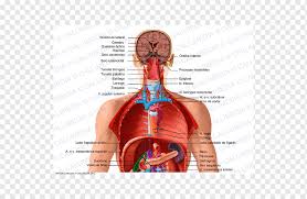 Ilustración 3d de la anatomía de los órganos del cuerpo humano. Torax Organo Cuerpo Humano Anatomia Del Cuello Caja 3d Corazon Humano Pulmon Png Pngwing