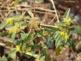 Image result for Flaveria bidentis