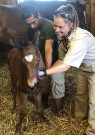 Foal Growth Special Care And Nutrition Aaep
