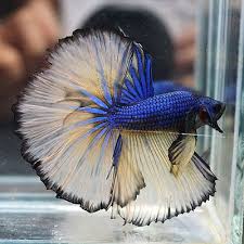 Seriously, do we need to tell you why? Blue Mustard Gas Full Banding Over Halfmoon Ohm Betta Fish Tank Freshwater Aquarium Fish Betta Fish
