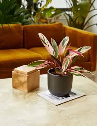 Image result for stromanthe