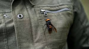A Dead Asian Giant Hornet Rests On Entomologist Chris Looney S Jacket In Blaine Wash The Queens Ca Ruth Fremson The N In 2020 Asian Giant Hornet Bee Suit Hornet