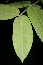 Image result for Polyscias fulva