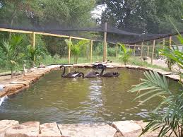 We're also using egg rock and pea gravel. Duck Pond Ideas Thread Backyard Ducks Duck Pond Pool Picture