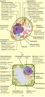 The functions of ribosomes in plant cells are: Figure 3 7 What Structures Does A Plant Cell Have That An Animal Cell Does Not Have What Structures Does An Animal Cell Have That A Plant Cell Does Not Have Figure 3 7