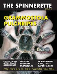 Chaco golden knee tarantula care. The Spinnerette Issue 4 Grammostola Pulchripes By The Spinnerette Tarantula Spider Magazine Issuu