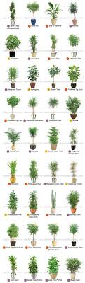 16 Indoor House Plant Ideas To Make Your Home Look Lovely