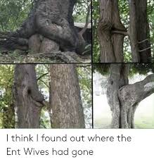 The lord of the rings (film series): I Think I Found Out Where The Ent Wives Had Gone Lord Of The Rings Meme On Me Me