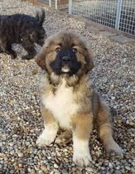 Leonberger puppies for sale ontario. Caucasian Shepherd For Sale Or Adoption Part 2 Caucasian Shepherd For Sale Caucasian Shepherd Caucasian Shepherd Dog