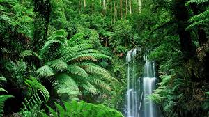 Hd Jungle Wallpapers Top Free Hd Jungle Backgrounds Wallpaperaccess