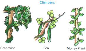 Water your new plantings 2 times to 3 times per week for the first growing season. Pin On Bi