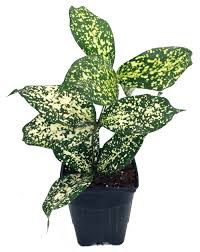 Maybe you would like to learn more about one of these? Japanese Bamboo Florida Beauty Dracaena 3 Pot Easy To Grow House Plant Hirt S Gardens