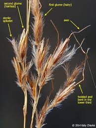 Image result for Sorghastrum