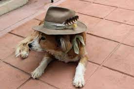Uniform Westbrook Maker Hats Cool Pets Cute Animals Beautiful Dogs