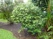 Image result for Ochna kirkii