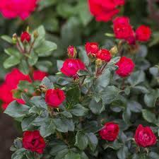 The leaves of a knockout rose will turn yellow when the plant is affected. Petite Knock Out Rose Tree Form Naturehills Com