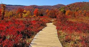 Fall In Graveyard Fields North Carolina Blue Ridge Parkway Fall Blue Ridge Parkway Nc Mountains