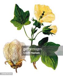 Image result for Gossypium triphyllum