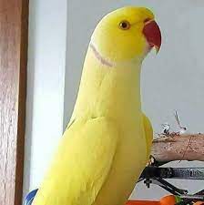 Pin By Angel Rodriguez On Pticy 1 Most Beautiful Birds Beautiful Birds Pet Birds