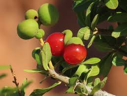 Image result for Pappea capensis