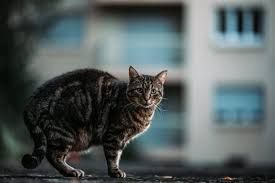 The main symptoms of stasis in cats are: Diabetic Cat Swollen Stomach Home Remedies For Bloated Cats