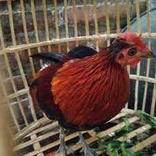 We did not find results for: Ayam Hutan Merah Jawa Shopee Indonesia