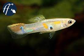 Die endler guppys sind kleiner und kompakter als ihre größeren verwandten, den poecilia das guppy biotop. Poecilia Obscura Eine Kryptische Guppyart Aqualog De