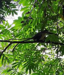Bukit lawang, north sumatra picture: Sumatra Bukit Lawang Forest Picture Of Sumatra Indonesia Tripadvisor