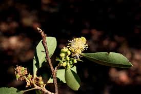 Image result for Scolopia zeyheri