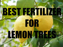 Mexican lime trees produce one of the most commonly found limes in the us and have many names including the key lime tree. 19 Meyer Lemon Tree Care Ideas In 2021 Meyer Lemon Tree Lemon Tree Meyer Lemon Tree Care