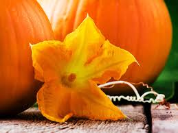 Edible flowers list in hindi. Is Pumpkin Flower Edible And What Are Its Culinary Uses The Times Of India