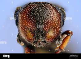 Image result for Crotalaria cephalotes