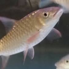 Ikan kelah adalah jenis ikan yang mudah dan tidak banyak masalah berbanding ikan lain. Ikan Kelah Merah Photos Facebook